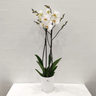 WHITE ORCHID FOR A GIFTORCHIDEA WHITE