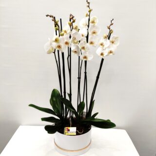 COMPOSITION WITH WHITE ORCHIDS FOR A GIFTWHITE ORCHID