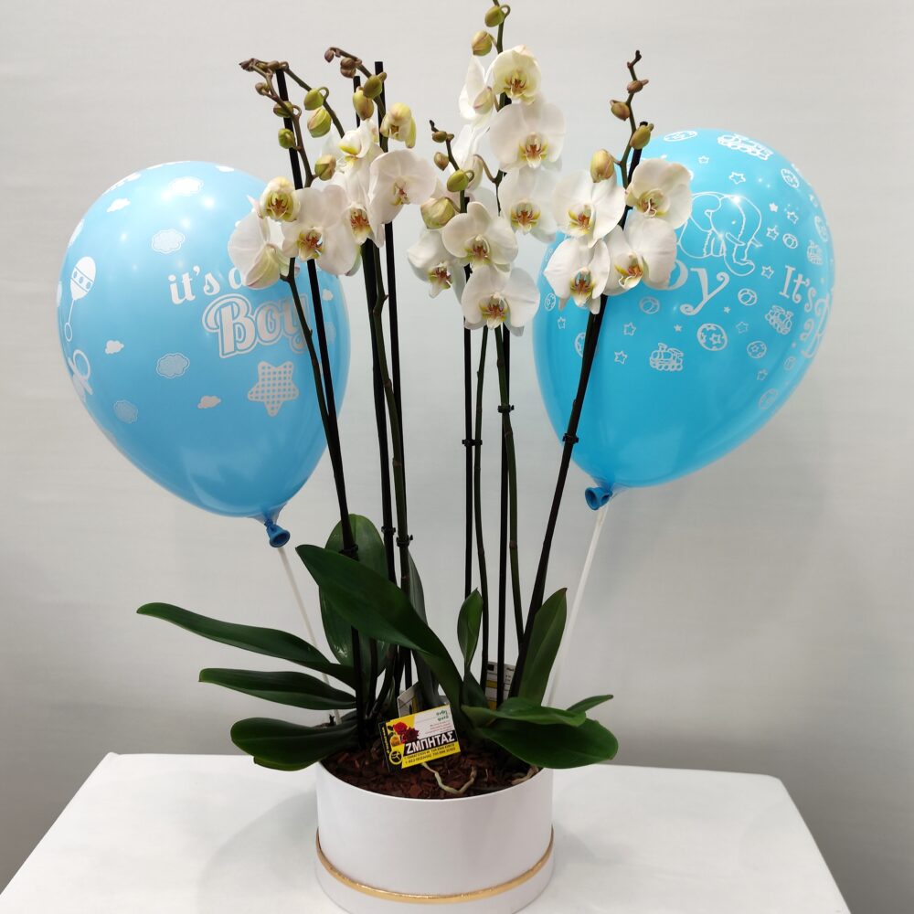 COMPOSITION WITH WHITE ORCHIDS FOR NEWBORN BOY