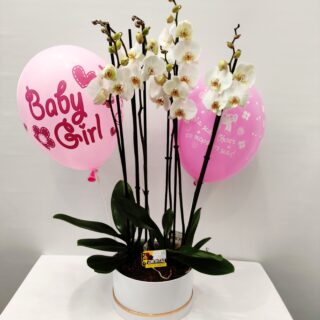 COMPOSITION WITH WHITE ORCHIDS FOR A NEWBORN GIRLCOMPOSITION WITH WHITE ORCHIDS FOR A NEWBORN GIRL
