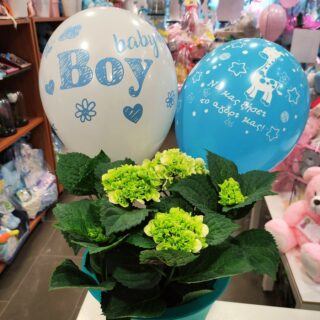 HYDRANGEA FOR A NEWBORN BOYHYDRANGEA FOR A NEWBORN BOY