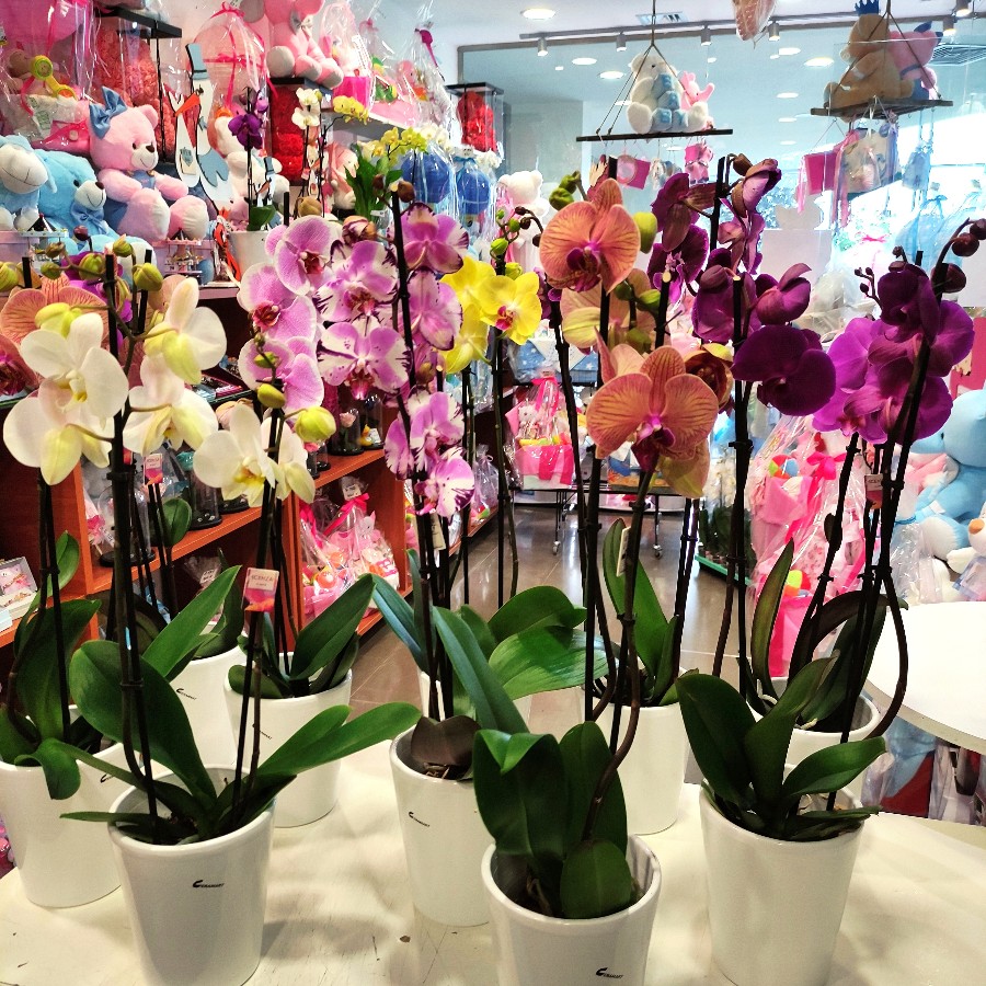 ORCHIDS IN DIFFERENT COLORS