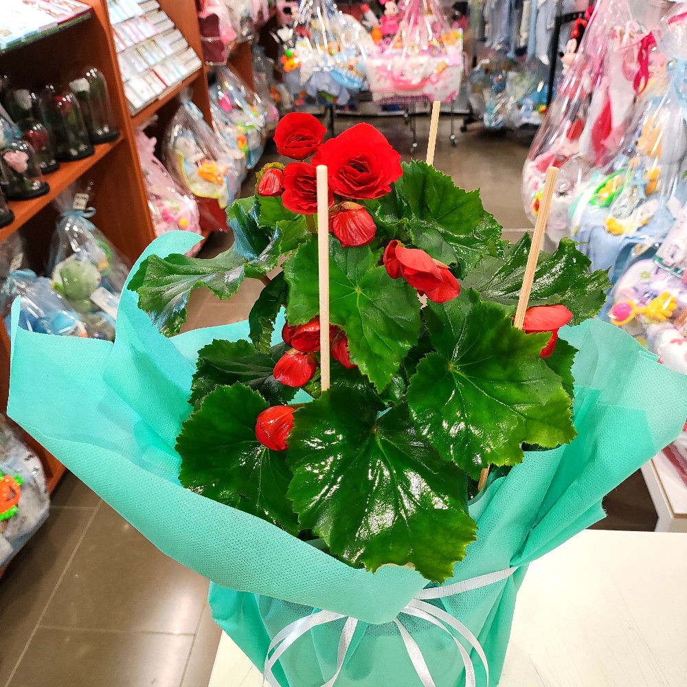 BEGONIA FOR A GIFT