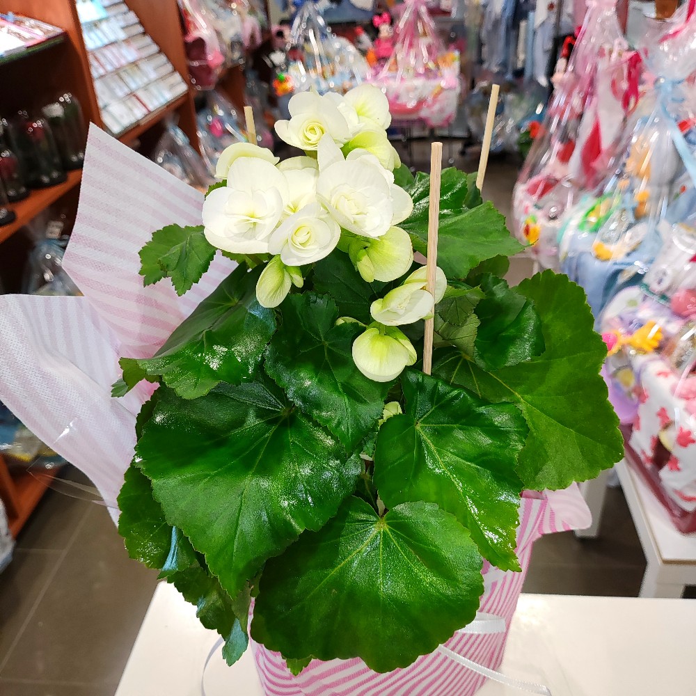 BEGONIA FOR A GIFT